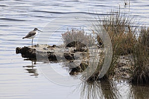 Cavaliere d`Italia -uccello acquatico nella laguna di Venezia photo